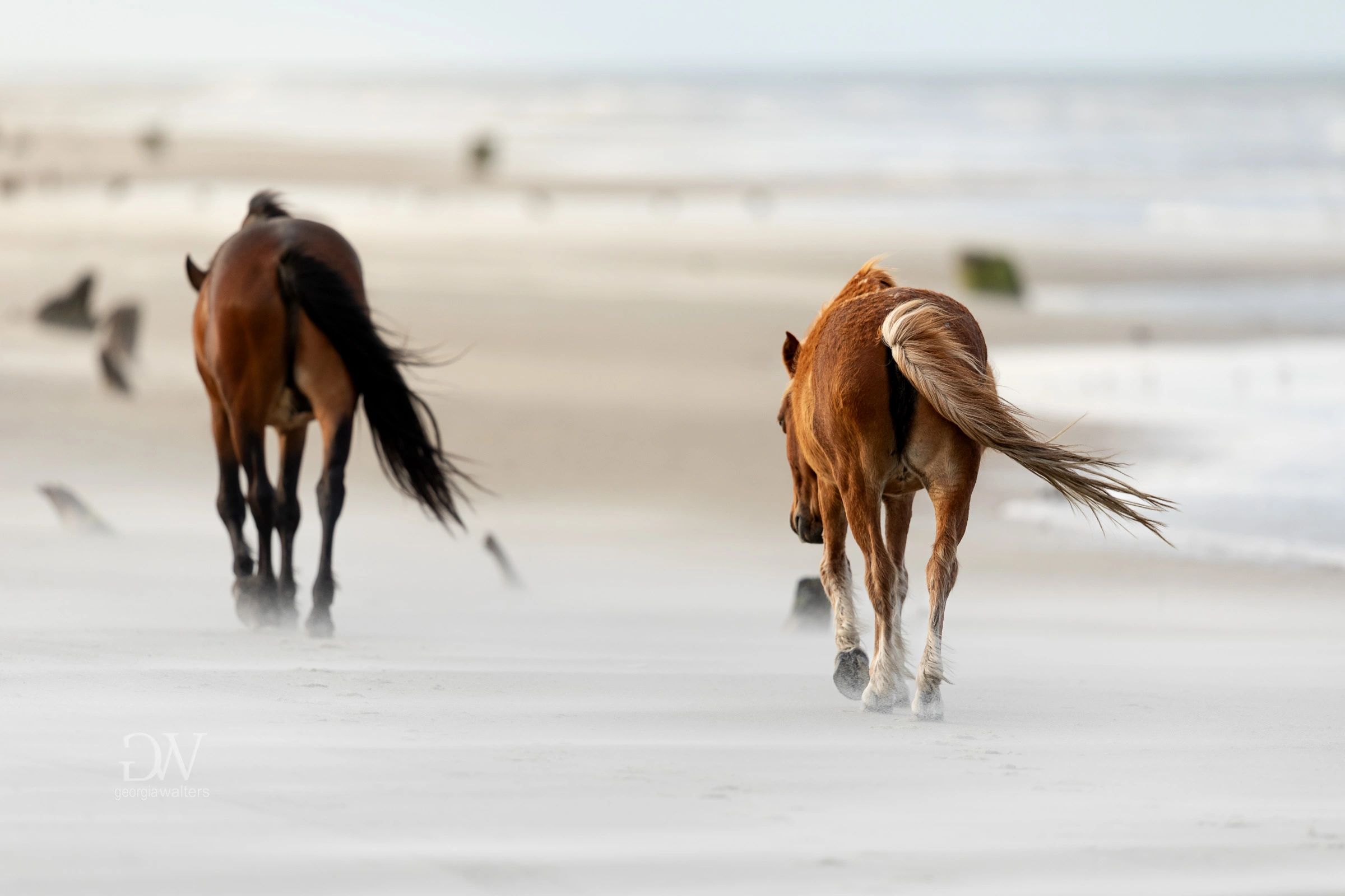 a pair of wild horses walk with the backs to the blowing wind on the beach at Corolla