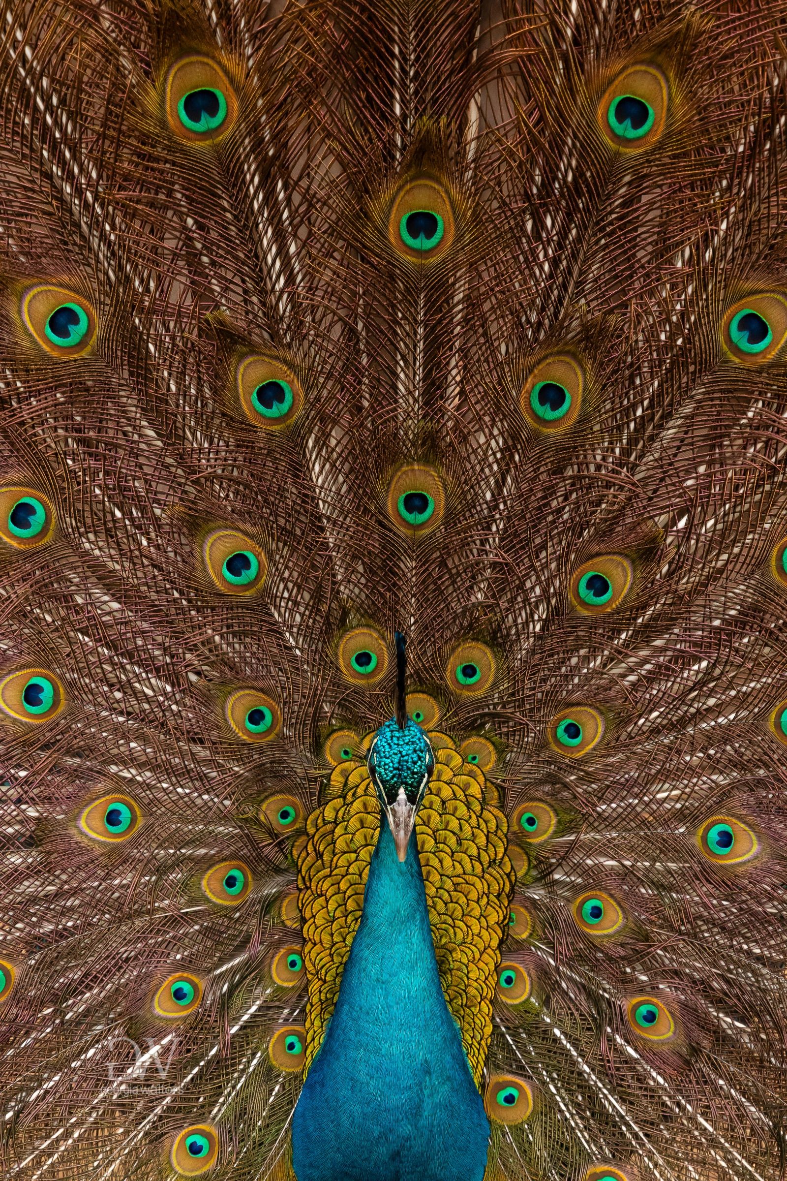peacock in full display