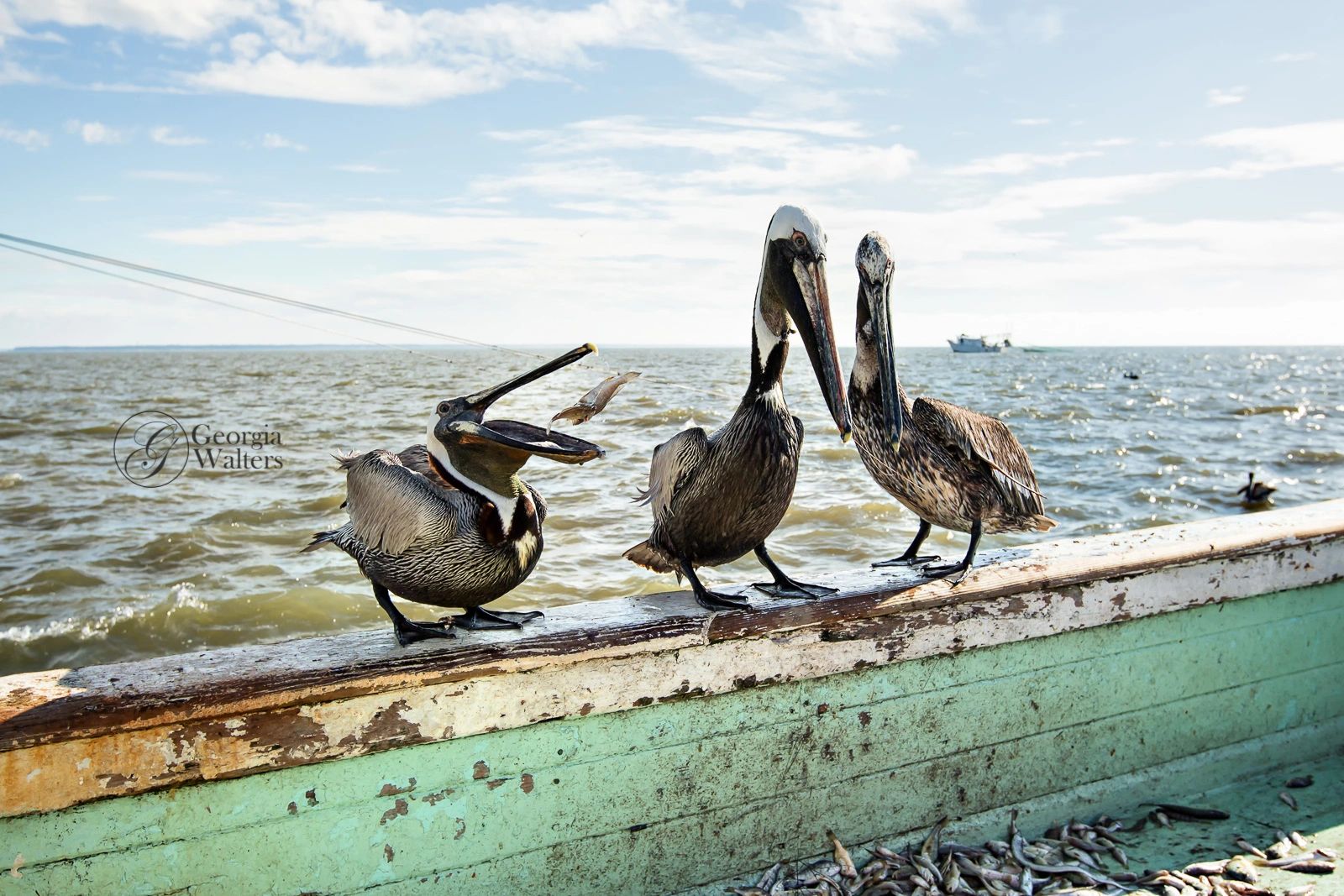 pelicans sit on a the side of a shrimp boat and steal food