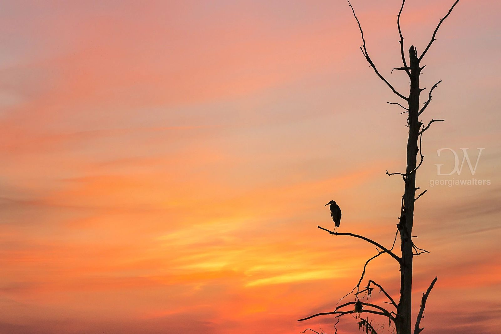 a great blue heron stares out at a sunrise from a dead tree