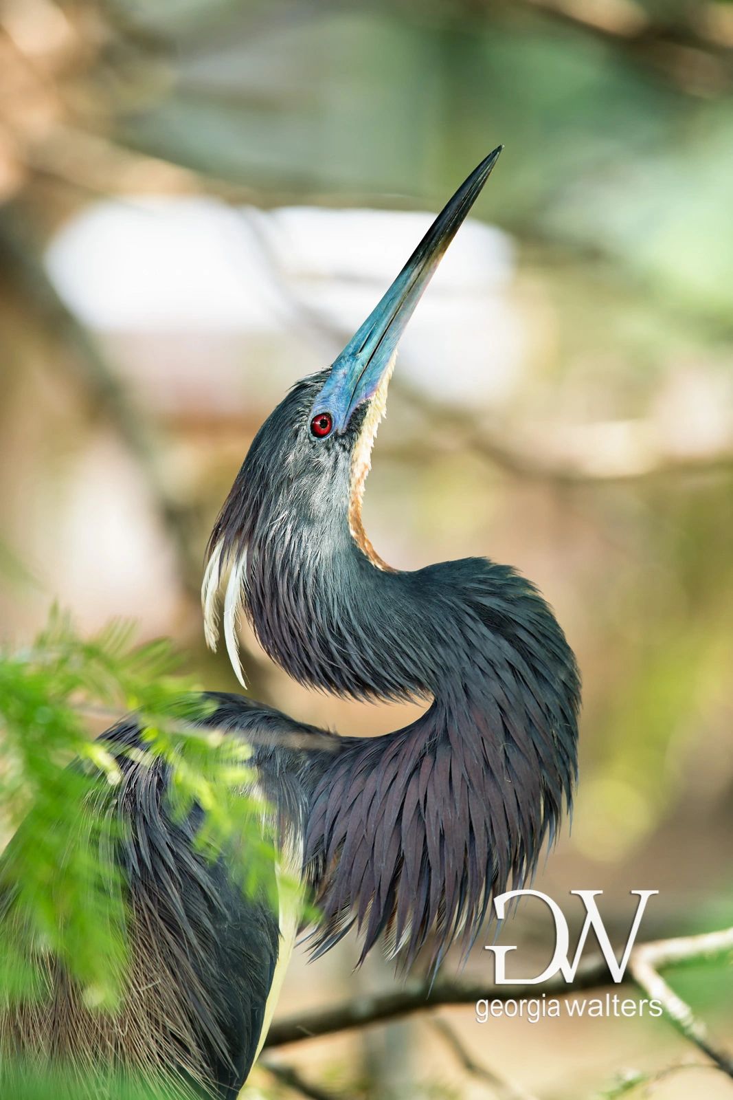a tricolored heron poses for a picture