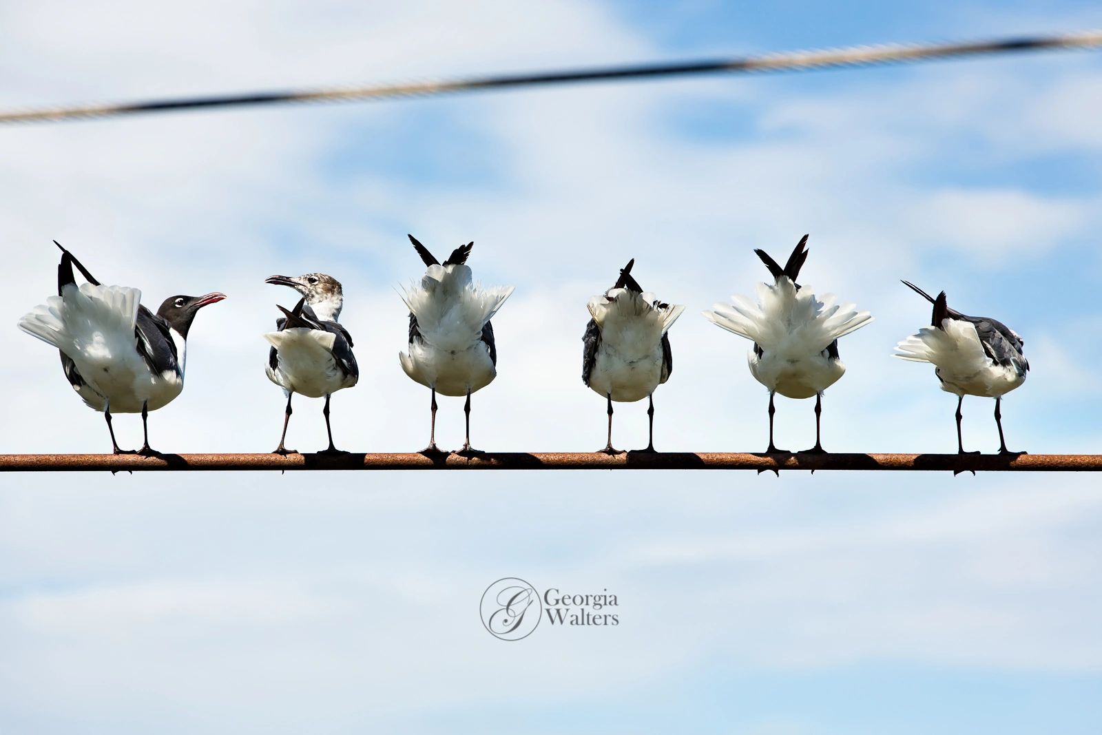 seagulls perch on a wire