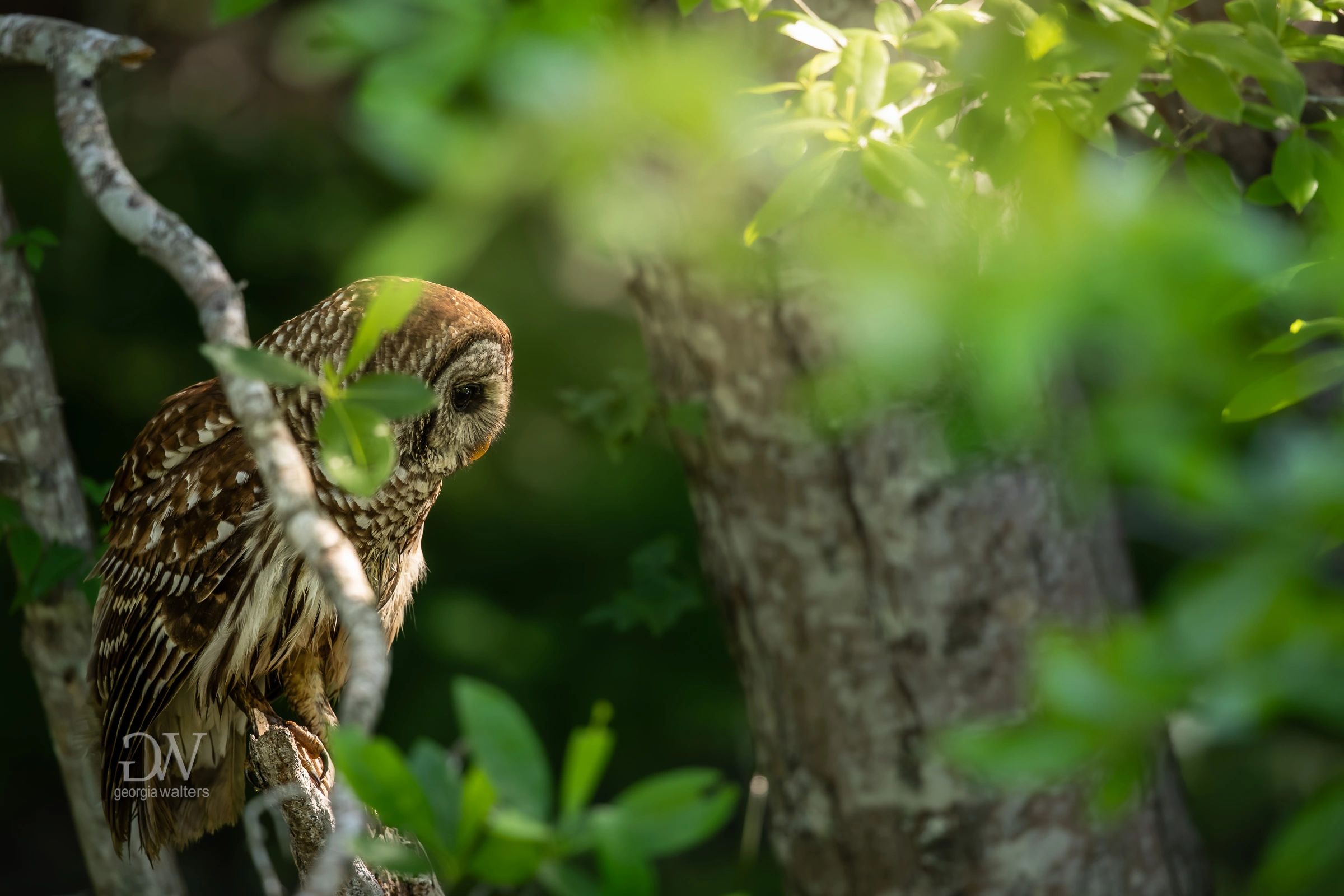 a barred owl perches on a tree branch while he hunts over a creek