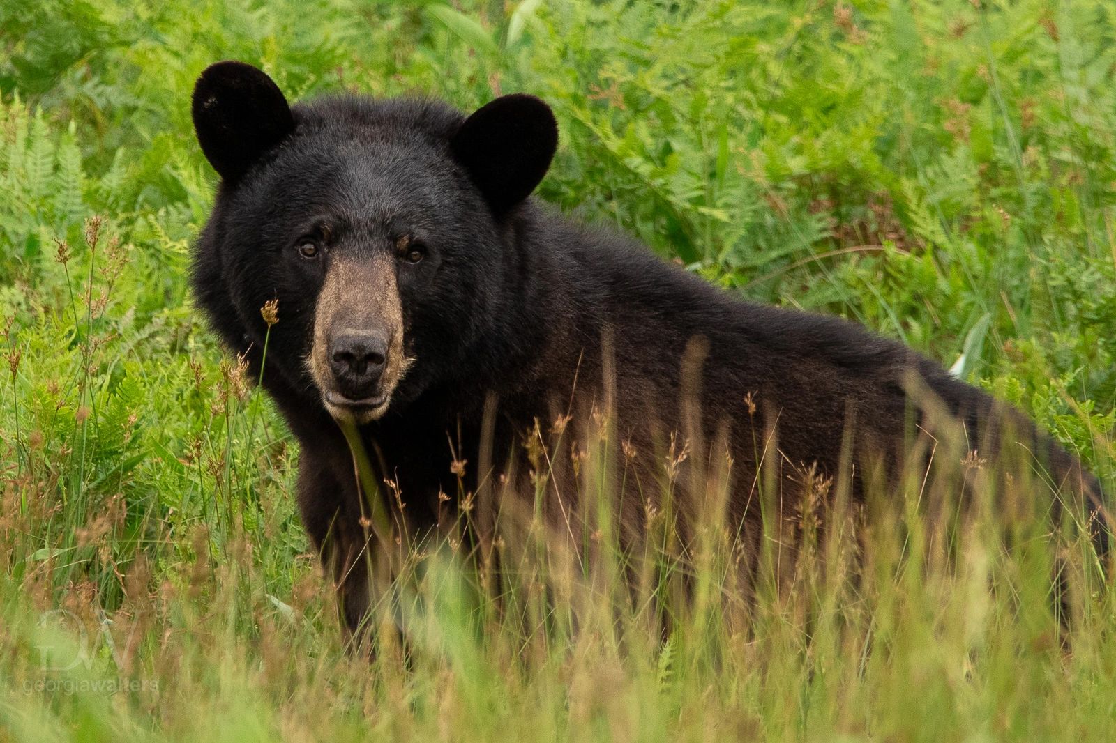 a black bear sits in a field of tall grass