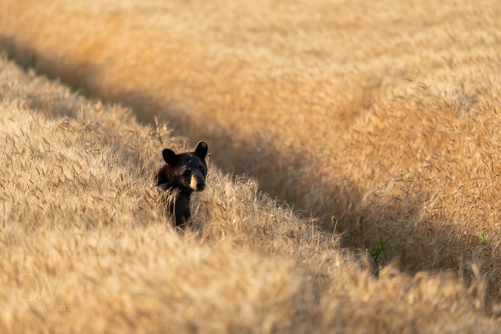 a black bear sits in a field of golden wheat