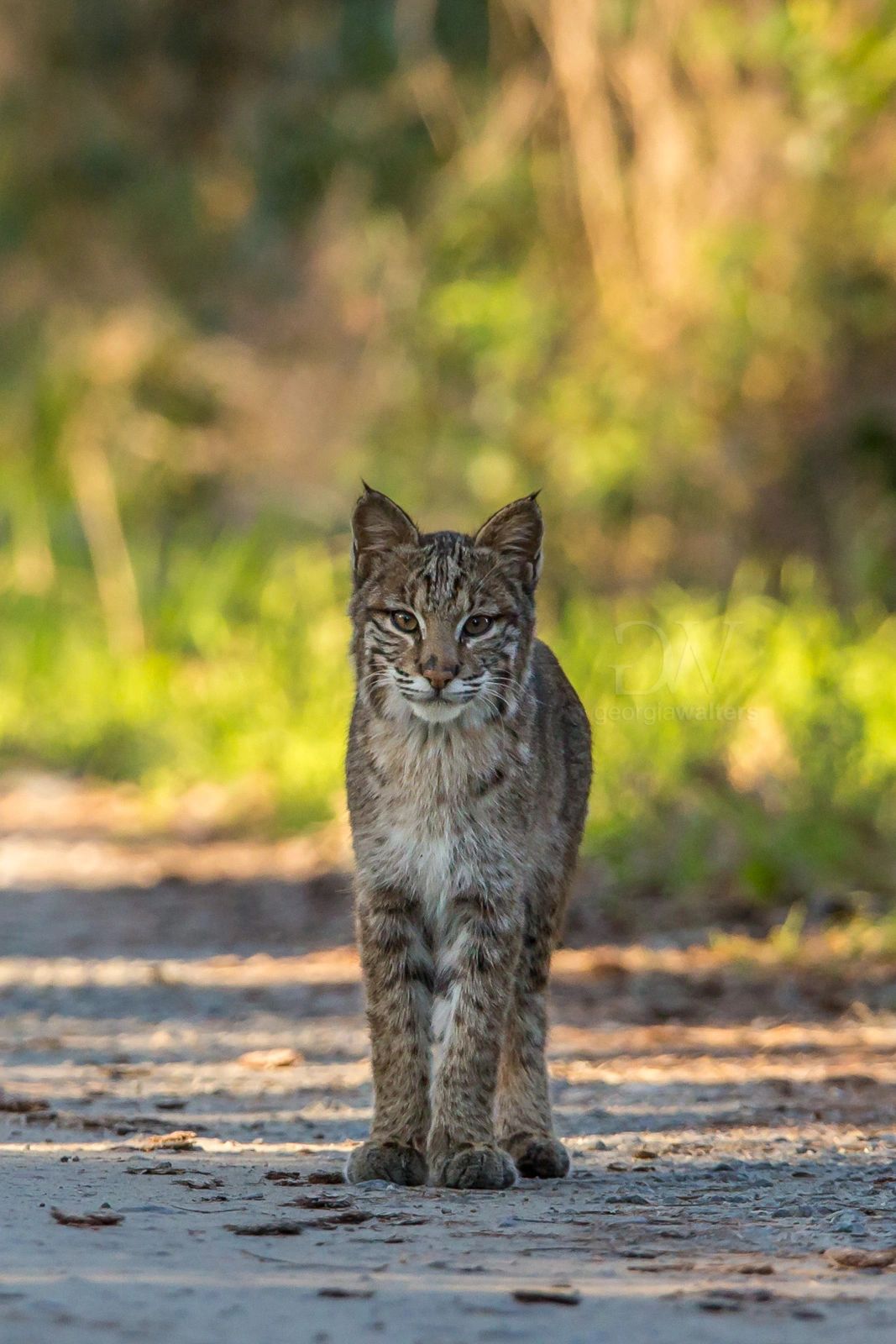 a bobcat kitten walks onto a path from the lush swamp 