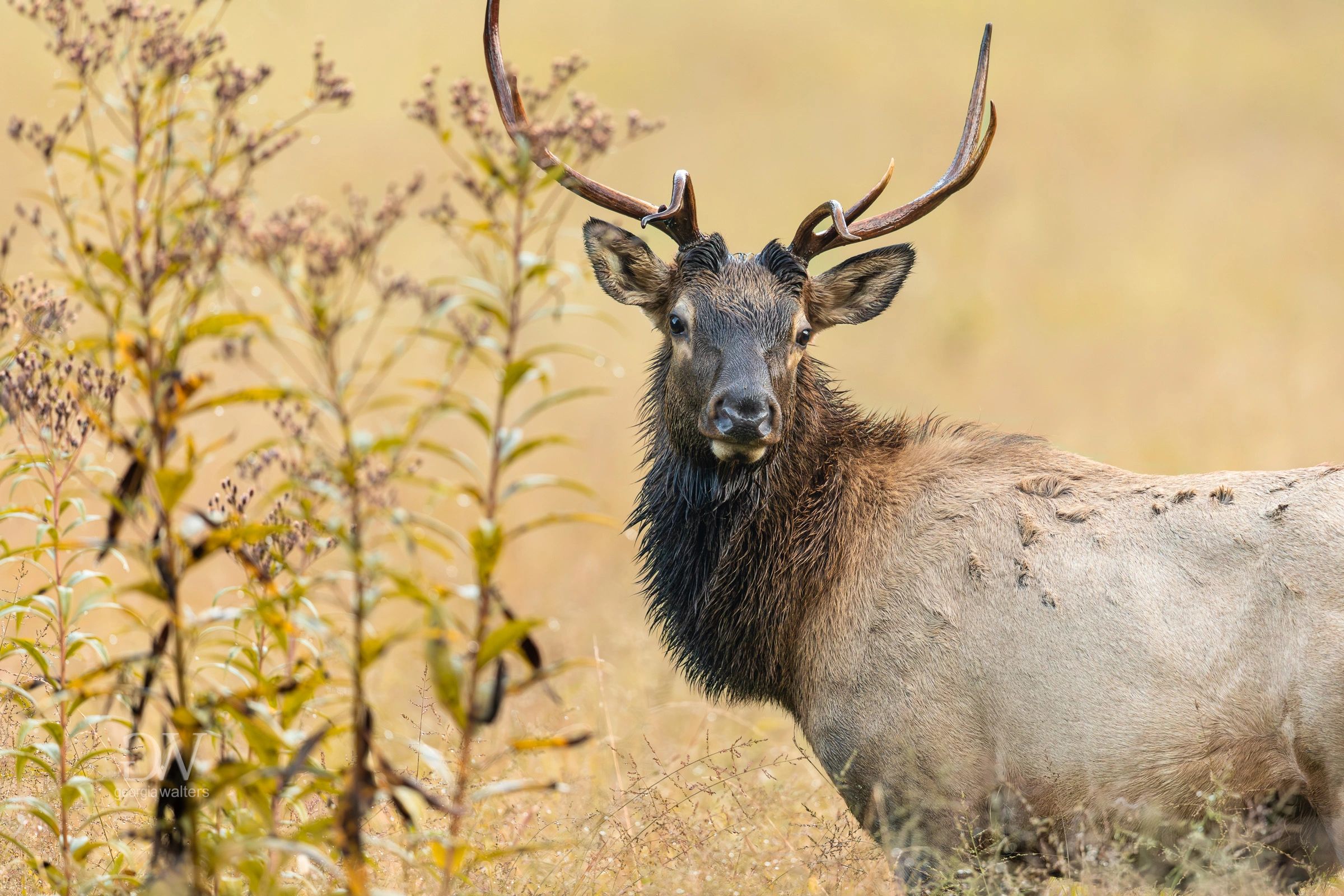 a bull elk stands in a golden field of autumn grasses