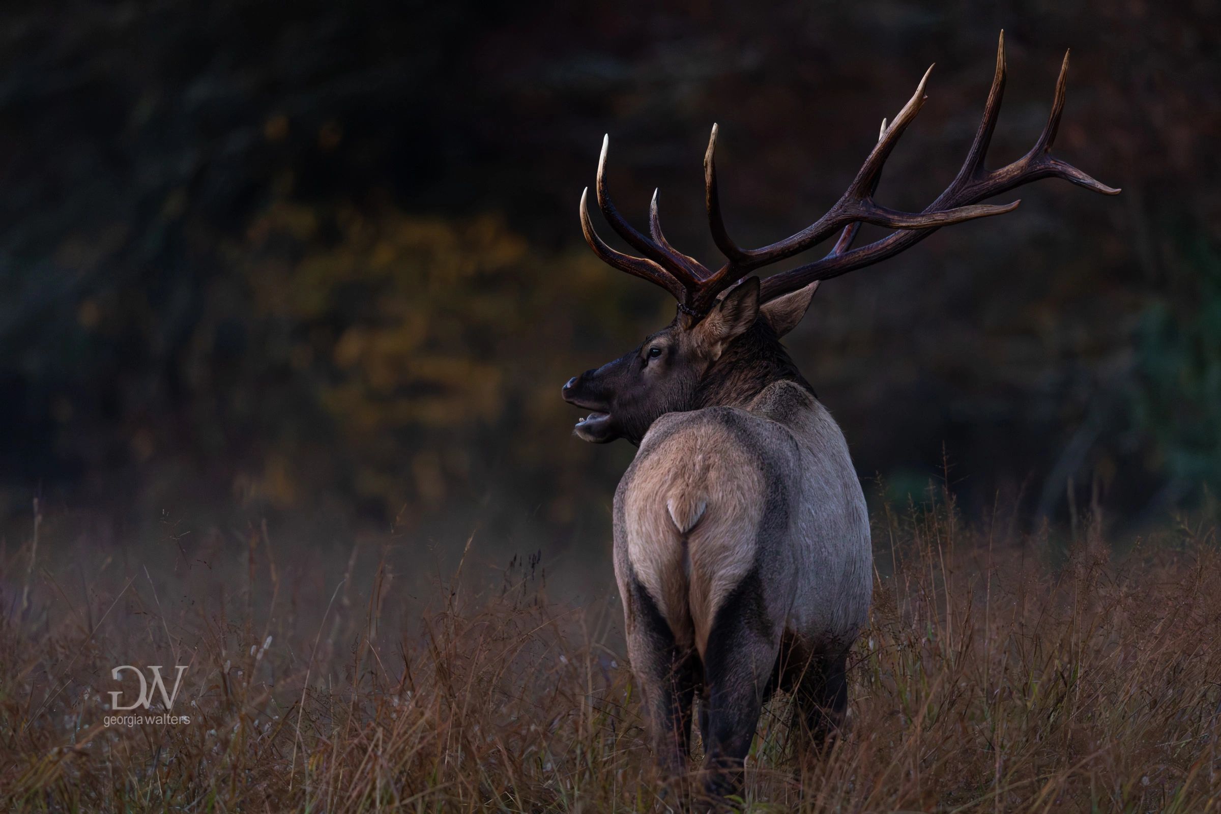 a bull elk stands in a field in the faint twilight