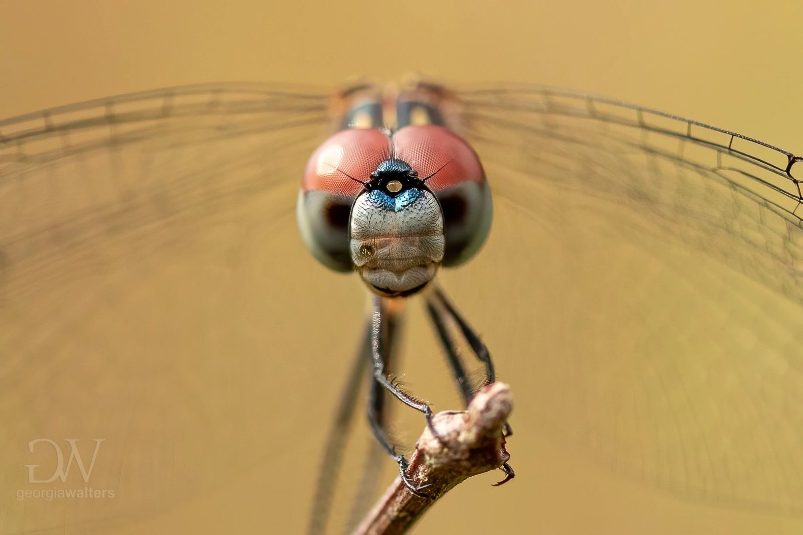 close up photo of a dragonfly face