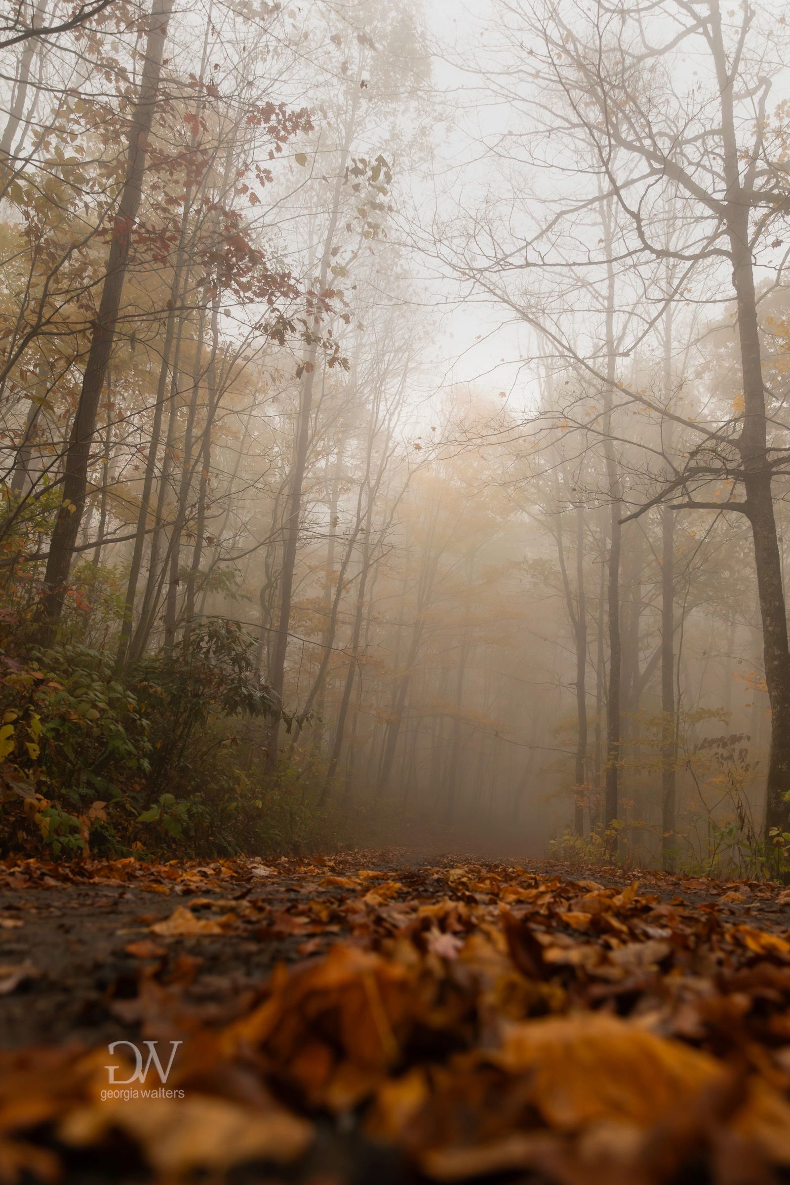 a dirt path covered in autumn leaves and fog obscuring the woods