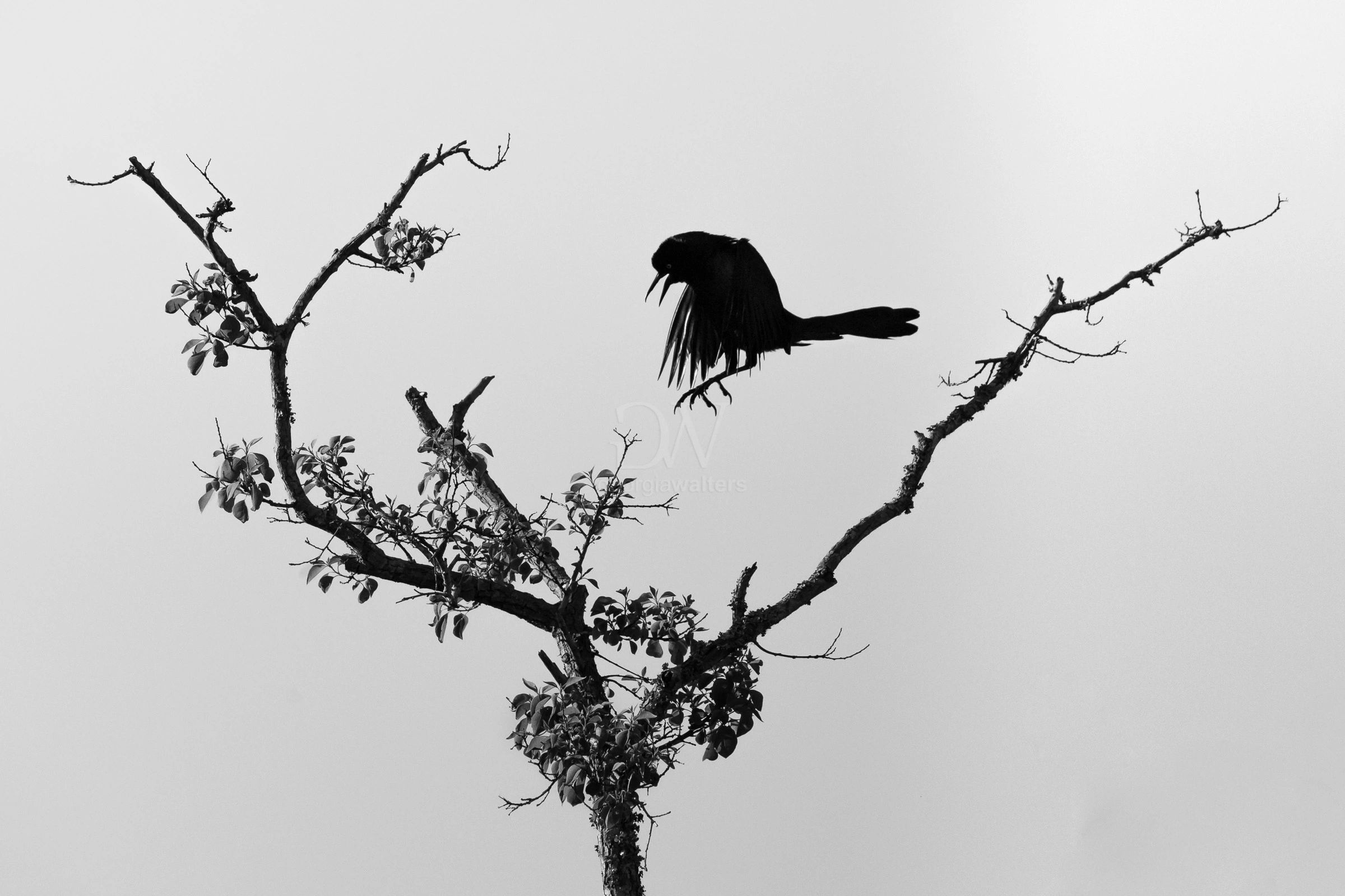 black and white image of a grackle jumping onto a tree