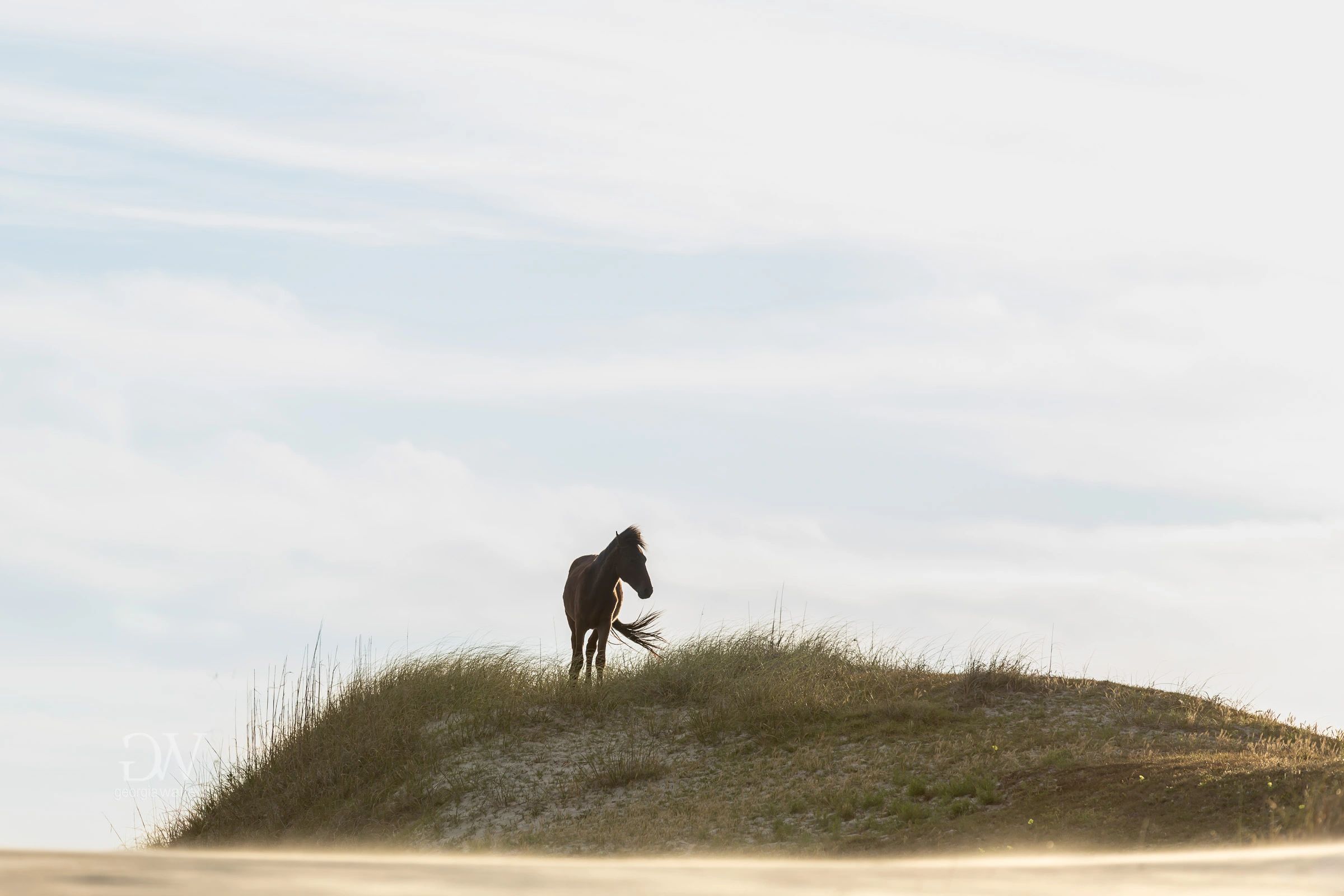 a wild horse is the last to leave the beach as the sun sets on the day
