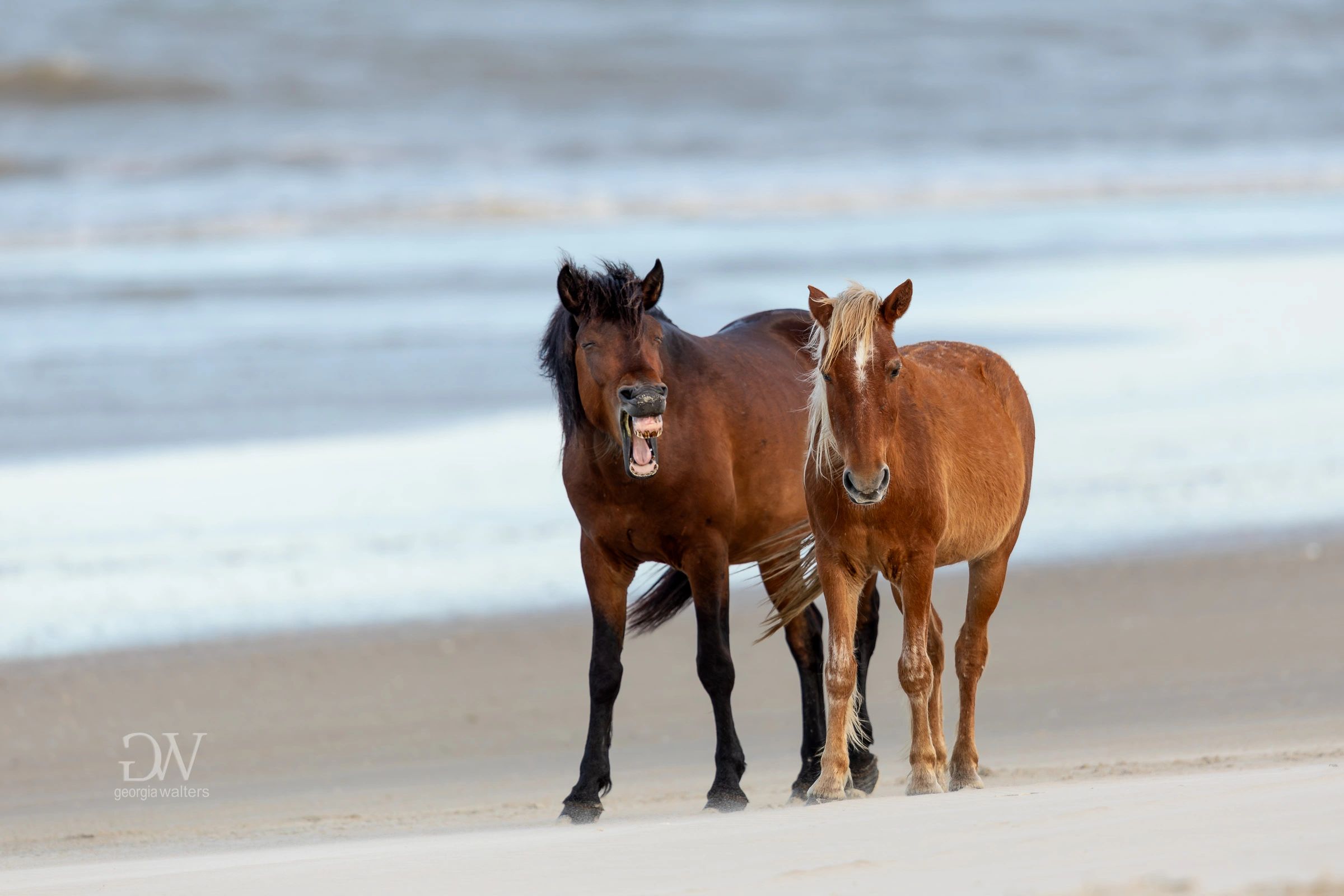 a stallion appears to laugh while the mare looks very annoyed