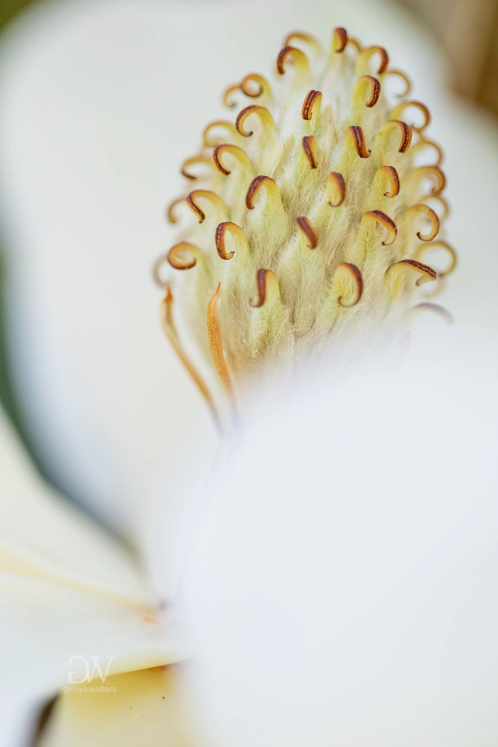 close up of a magnolia flower's center