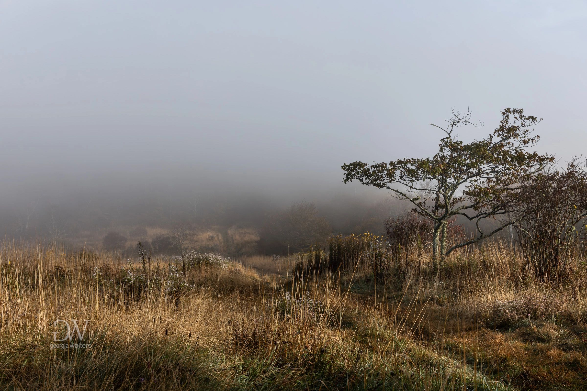 fog covers the mountains at the top of a knob