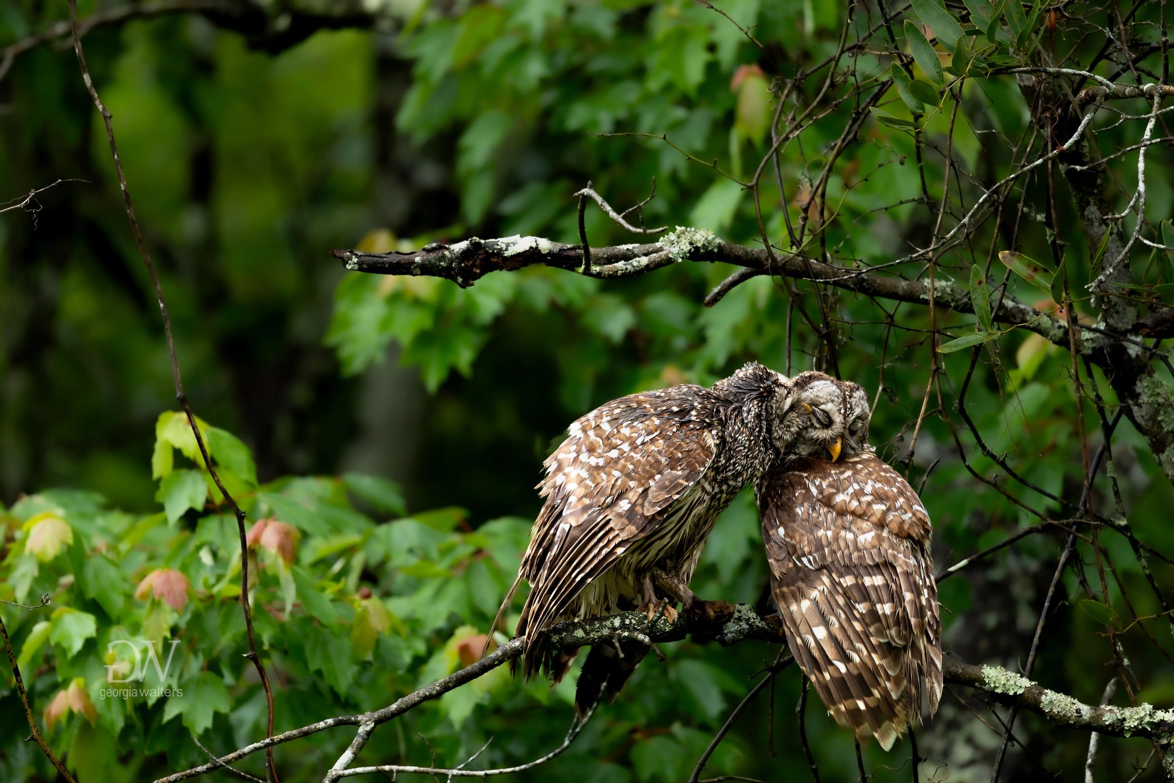 two barred owls preen each other during a soft rain