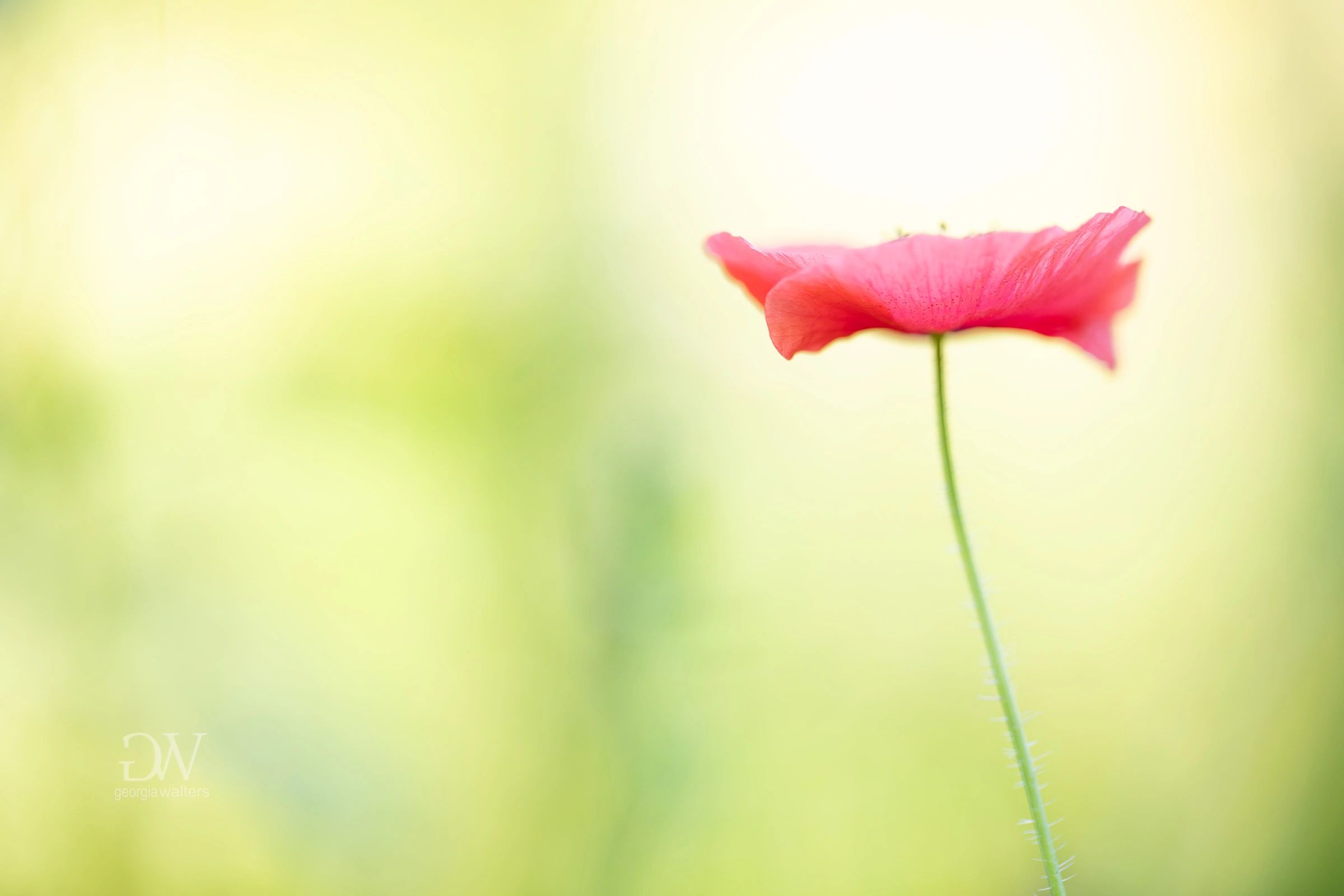 poppy flower with a green background