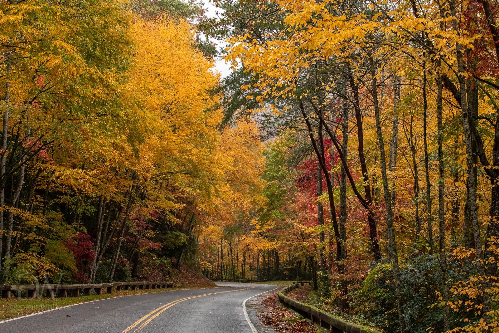 a road meanders through autumn colors 