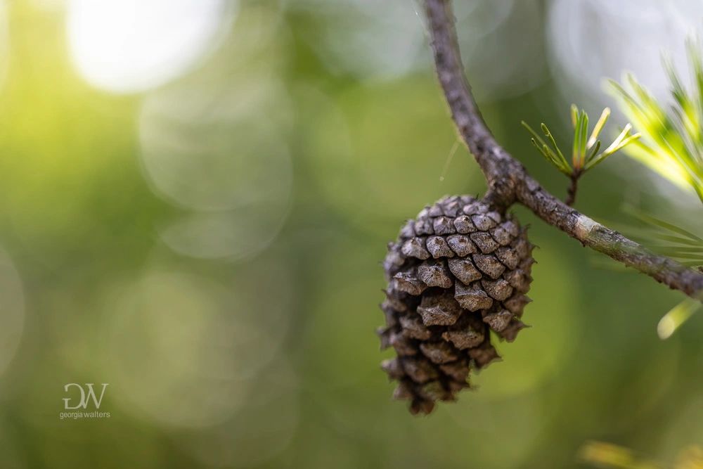 a lone pinecone hangs from a twig