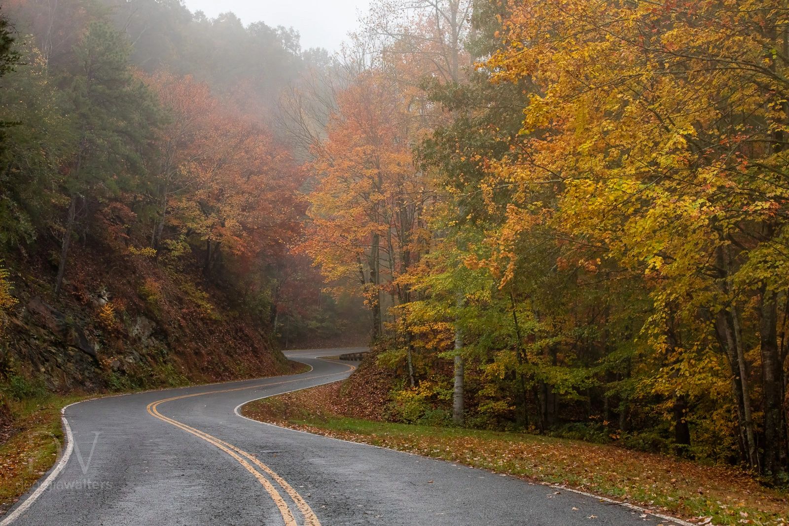 a road winds through an autumn forest scene
