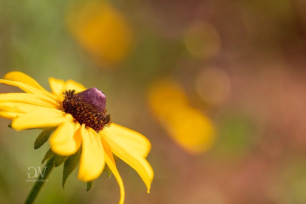 brown eyed susan flower facing the sky