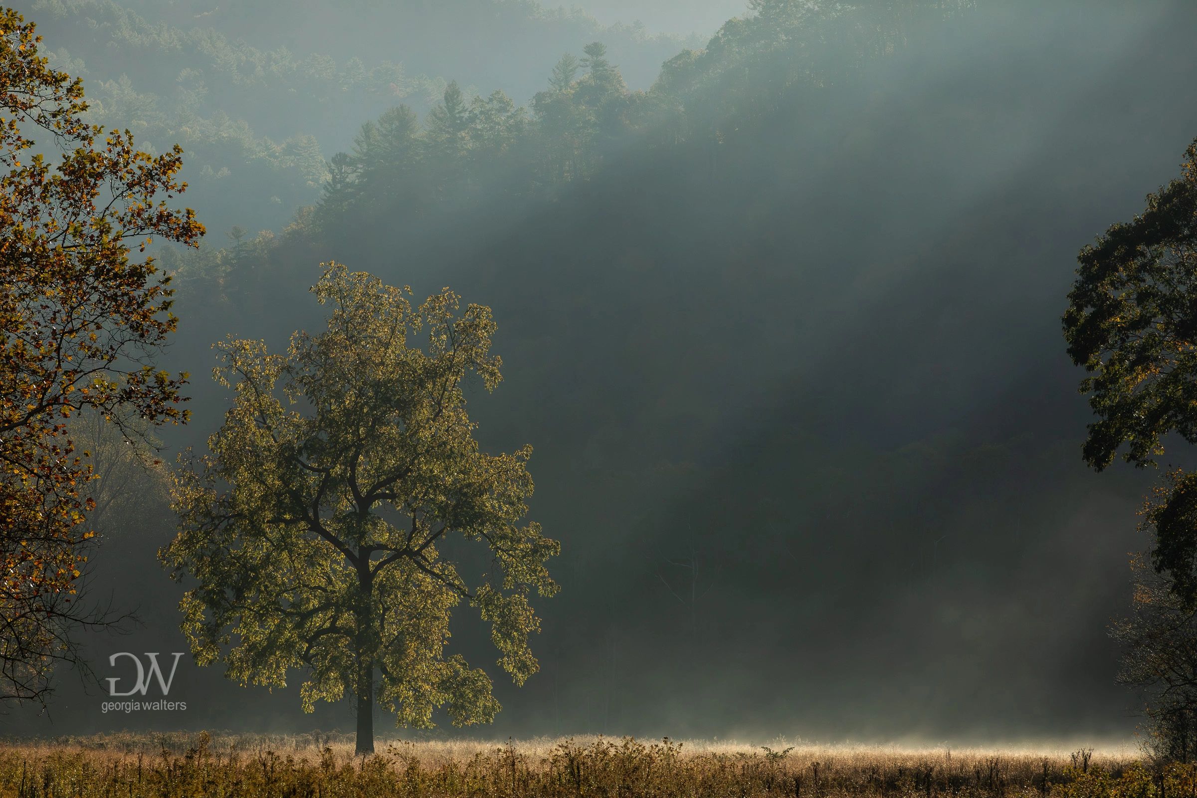 a single tree is lit by a rising sun