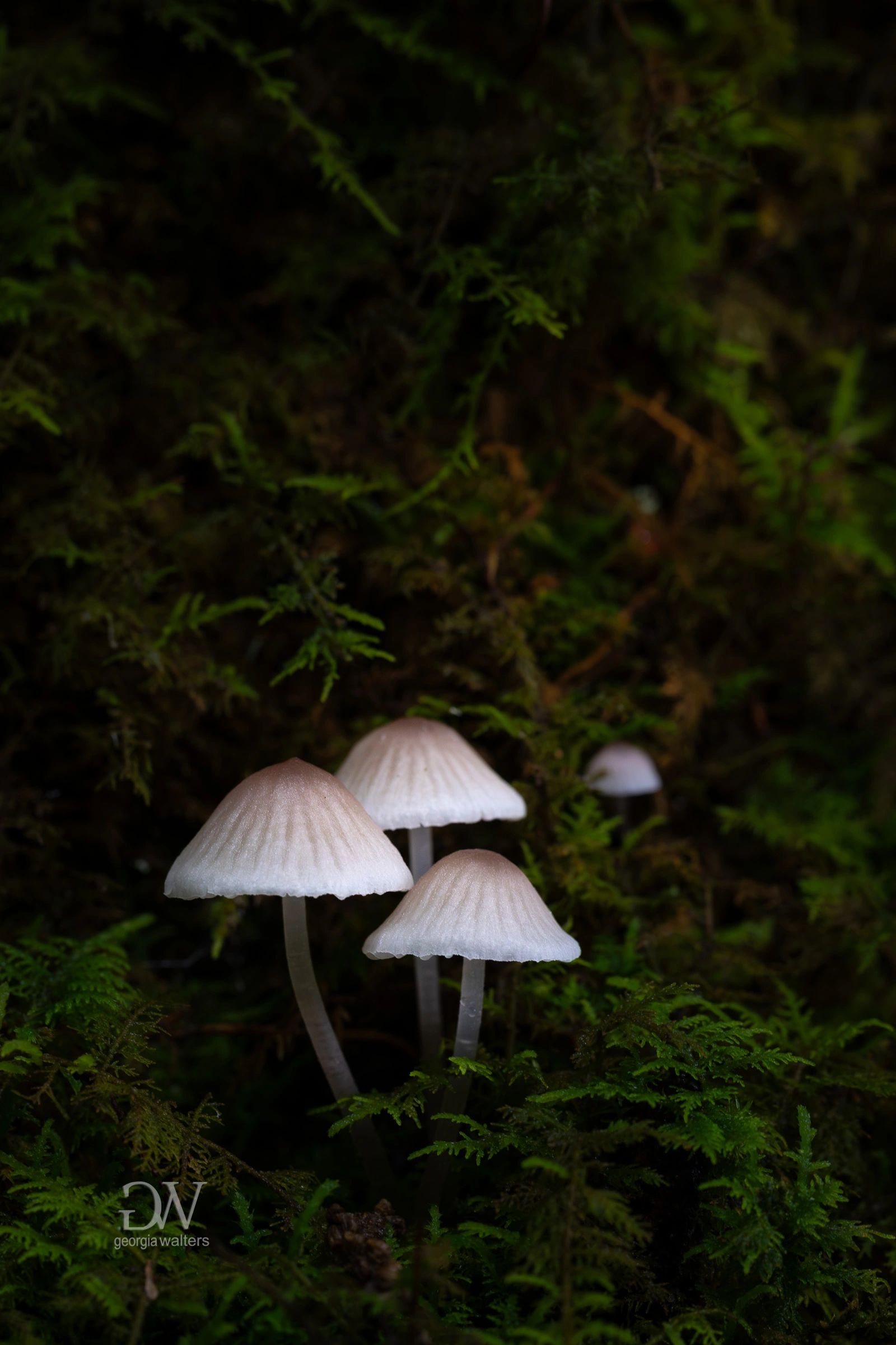 3 tiny mushrooms grow on the side of a tree in the moss