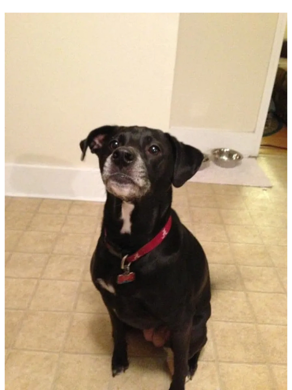 Bama, the beloved dog who inspired the McKay Creative Solutions logo