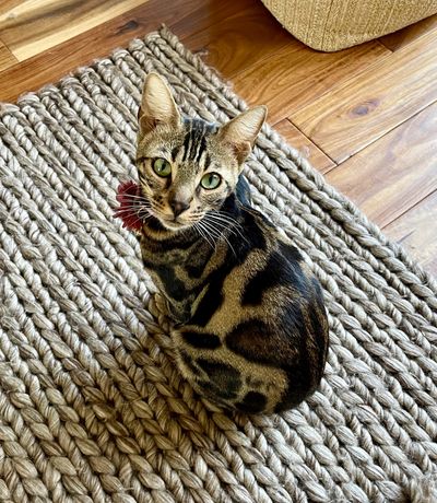 Breathtaking brown Bengal with beautiful green eyes and a sweet loving personality. 