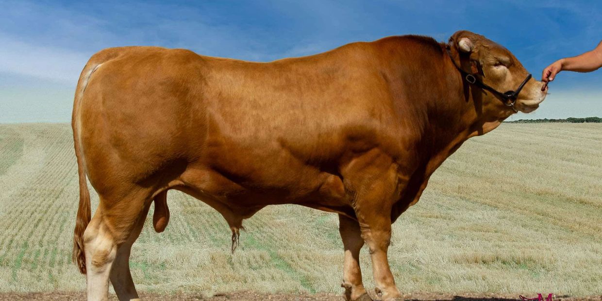 A muscular Akaushi Wagyu bull in a field under a blue sky, gently touched on the nose by a person's 
