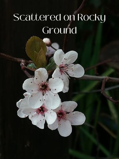 Delicate white flowers blooming against a dark, rocky background.