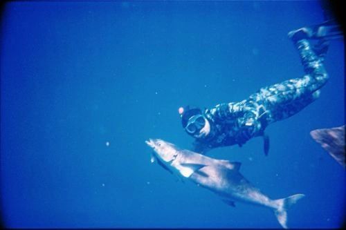 free_dive.jpg