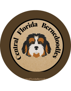 Central Florida Bernedoodles & Golden Mtn Doodles