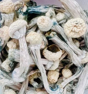 RAW PSILOCYBIN MAGIC MUSHROOMS