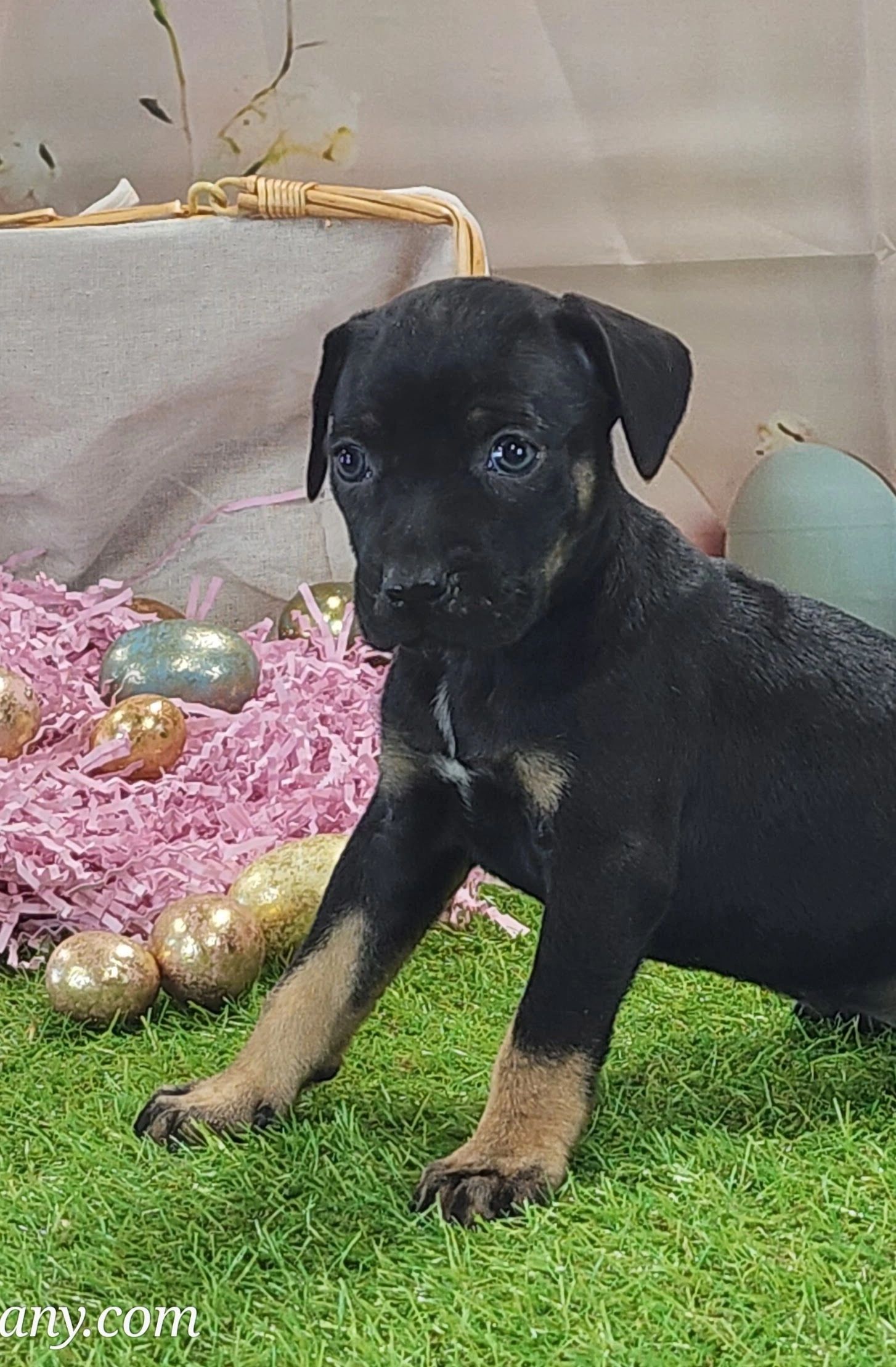 Black and tan puppy sitting on green grass with Easter decorations.