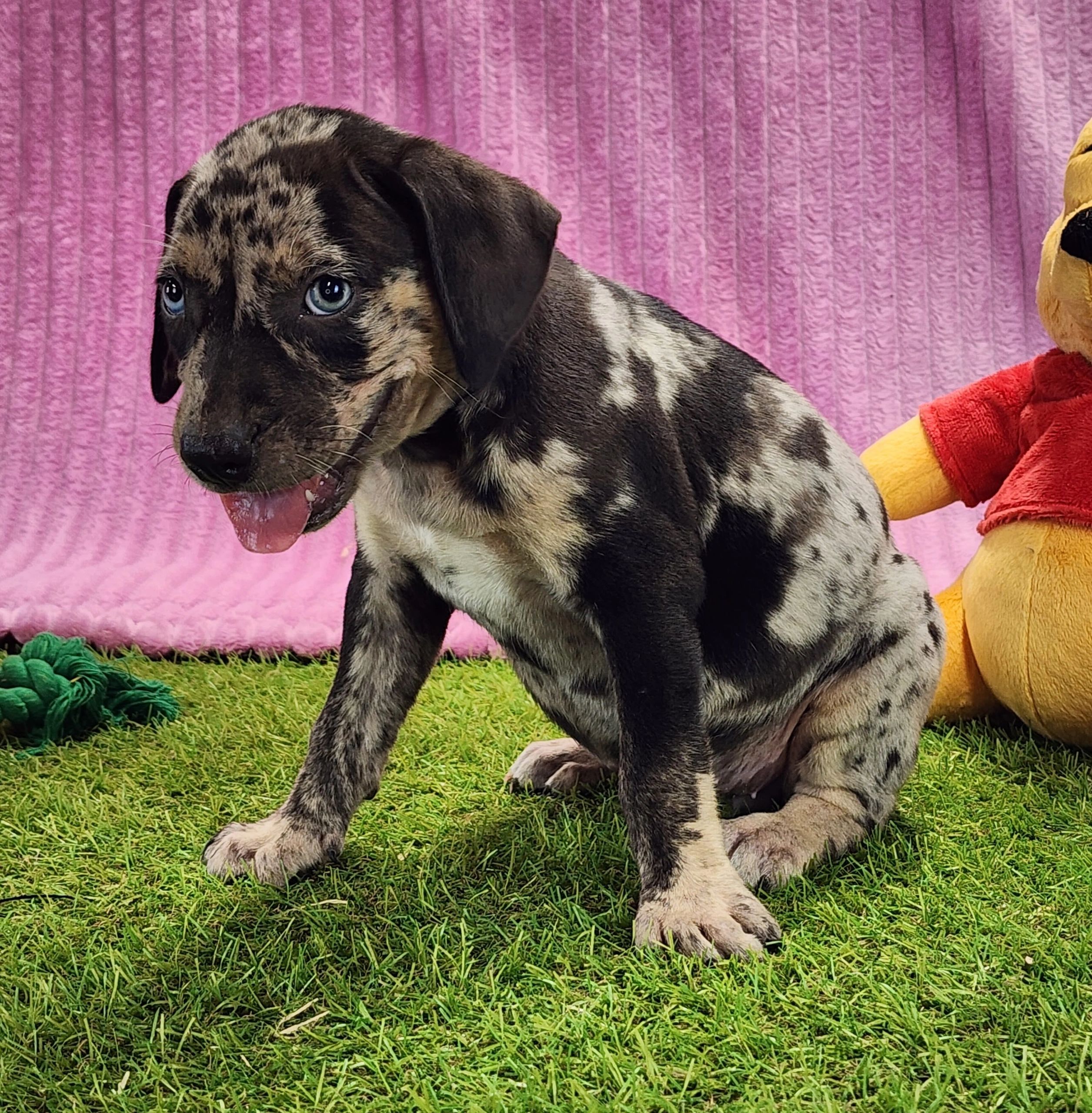 Spotted puppy sitting on grass with purple backdrop.