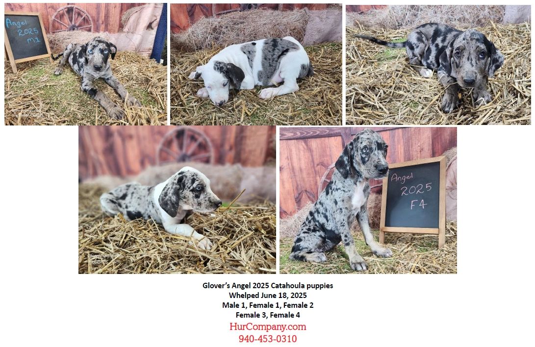 Five Catahoula puppies with unique merle coats in a rustic setting.