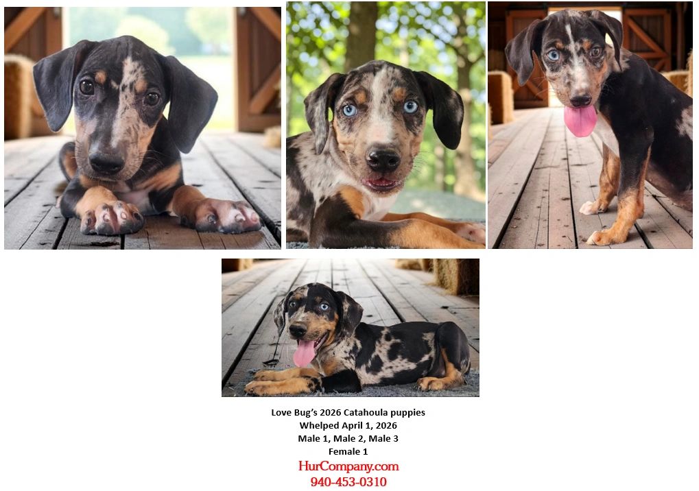 Playful Catahoula puppies with unique spotted coats and blue eyes.