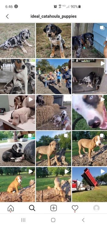 Collage of adorable Catahoula puppies and outdoor scenes.