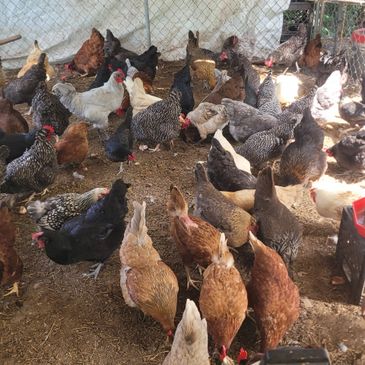 A large group of chickens in a fenced enclosure.