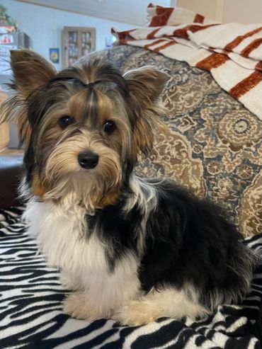 Beau is a male Biewer Terrier. Carefully selected as a great representative of his breed