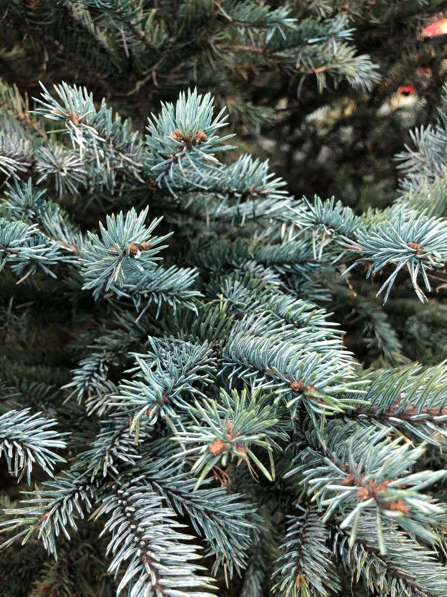 Colorado Blue Spruce Christmas Tree 1012'