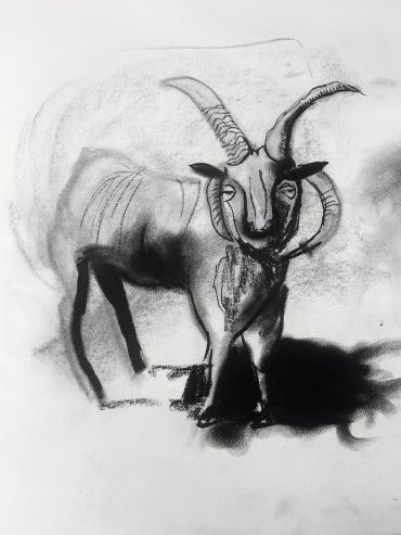 Charcoal drawing of a horned animal resembling a ram.