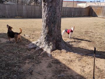 Dogs outside playing 