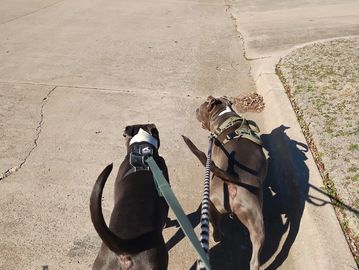 Two dogs walking