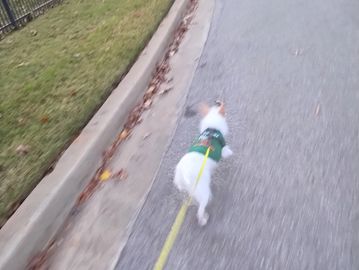 Little dog walking