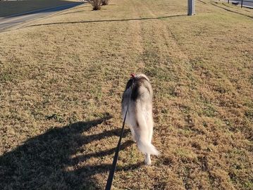 Long leash dog walk