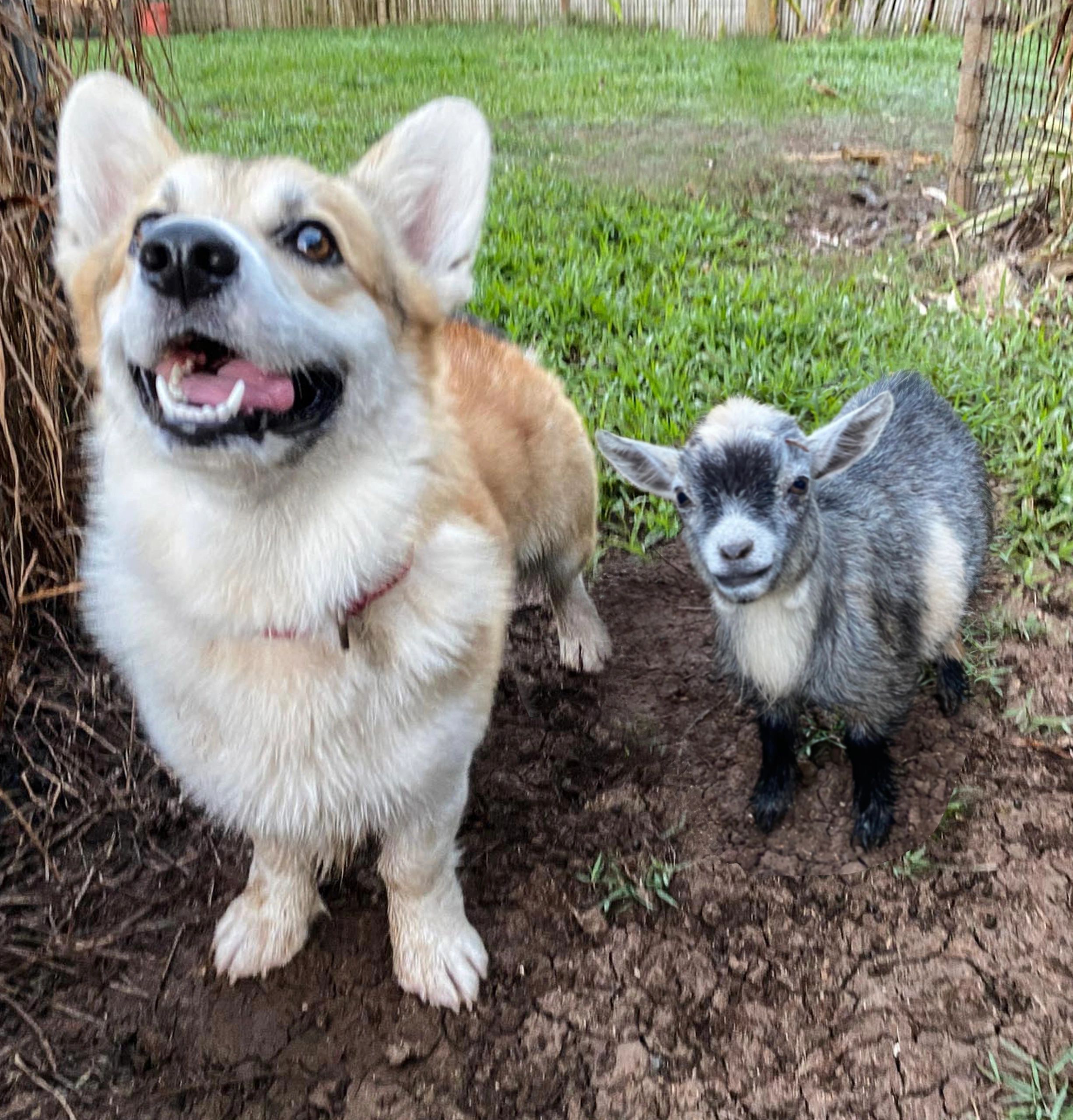 16++ Corgi puppies honolulu