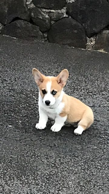 Hawaii Corgis Corgi Hawaii