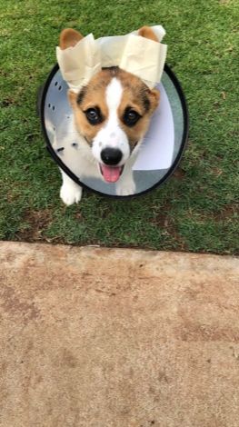 Hawaii Corgis Corgi Hawaii